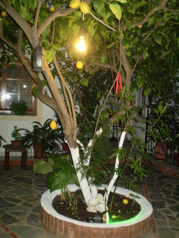Studios Nopi-Zoi Skiathos Town Exterior foto