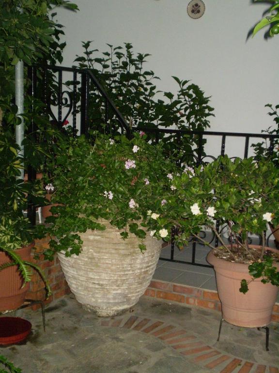 Studios Nopi-Zoi Skiathos Town Exterior foto